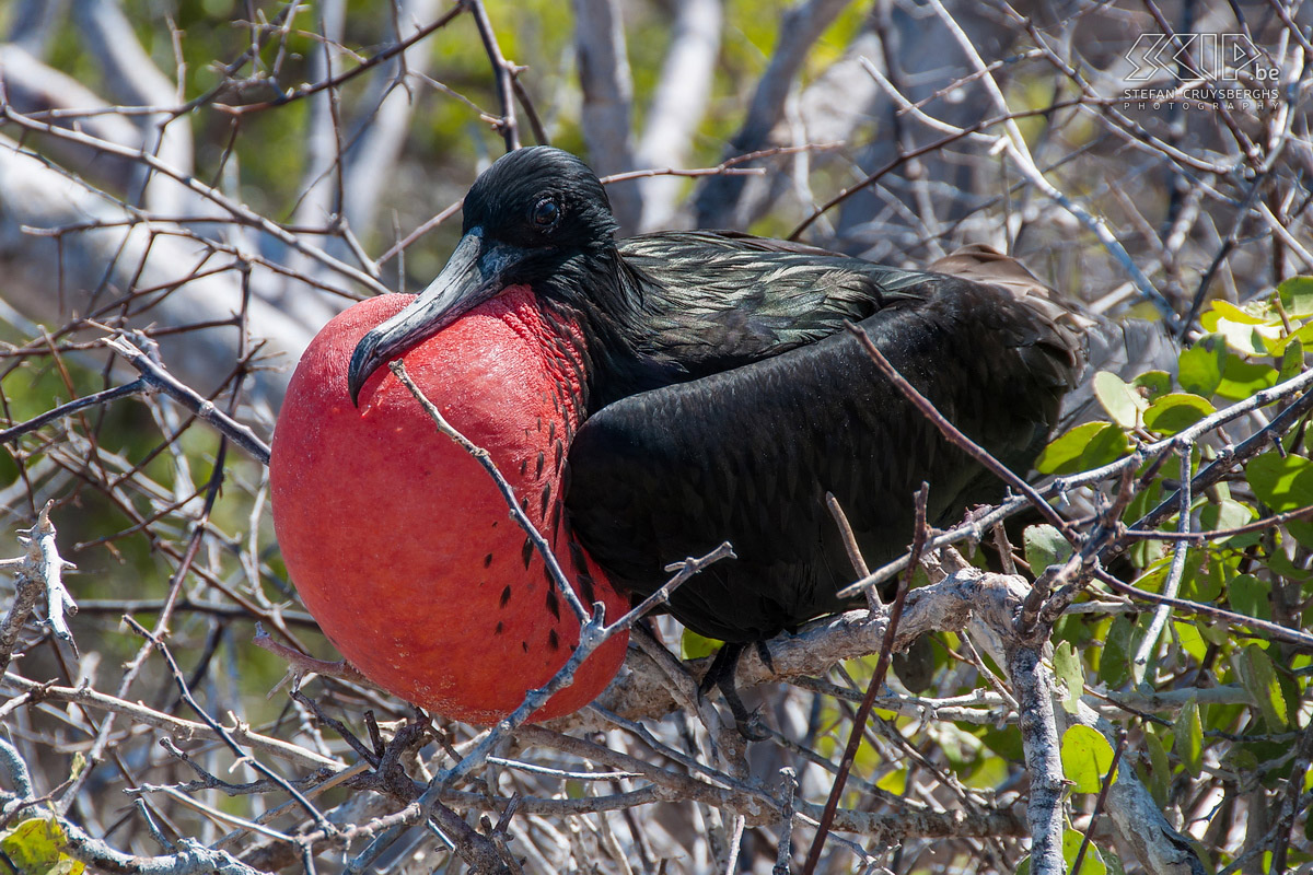 Galapagos - North Seymour - Frigatebird The male frigate brids (fregata magnificens) have a red gular pouch which is inflated during the breeding season to attract a mate. Stefan Cruysberghs